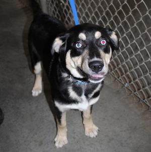 A black and white dog with blue eyes standing on a concrete floor, wearing a blue leash, in front of a chain-link fence.