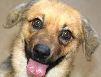 CoCo, St Bernard - Rough Coated Mix, puppy, available for adoption