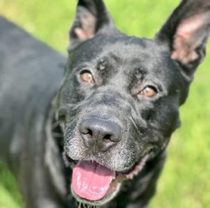 Feliz, Labrador Retriever Mix, adult, available for adoption
