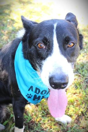 Priya, Terrier Mix, adult, available for adoption