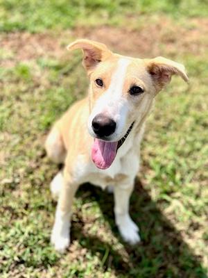 Blondie, Hound Mix, young, available for adoption