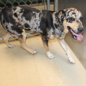 Boots, Catahoula Leopard Hound and Rottweiler, adult, available for adoption