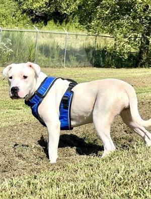 Sugar, Boxer Mix, young, available for adoption