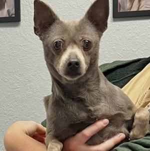 Legs, Chihuahua - Smooth Coated Mix, adult, available for adoption
