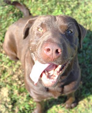 Scooby, Labrador Retriever Mix, adult, available for adoption