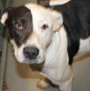 Grizz, Terrier Mix, adult, available for adoption