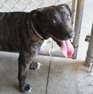 Jubilee, Terrier Mix, young, available for adoption
