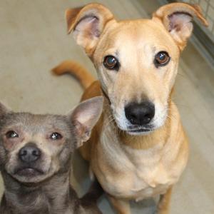 Two dogs looking at the camera
