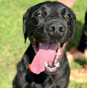 Hank, Plott Hound Mix, adult, available for adoption