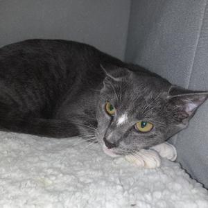 Diamond, adult, available for adoption