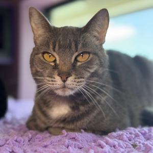 Dahlia, adult, available for adoption