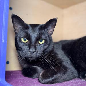 Dennis, adult, available for adoption