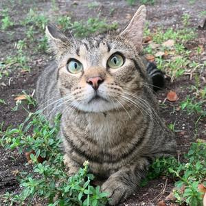 Betty, adult, available for adoption