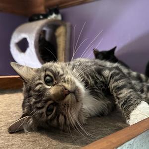 Benji, adult, available for adoption