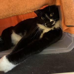 Chaplin, adult, available for adoption