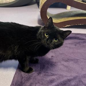 Blavant, adult, available for adoption