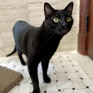 Bruno, adult, available for adoption