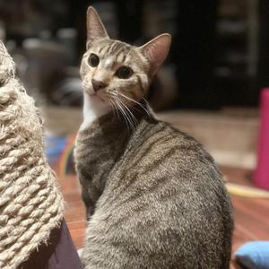 Bindi, adult, available for adoption