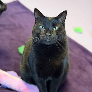 Blaze, adult, available for adoption