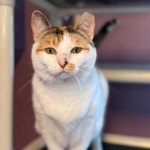 Candace, senior, available for adoption