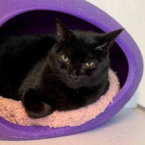 Cosmo, adult, available for adoption