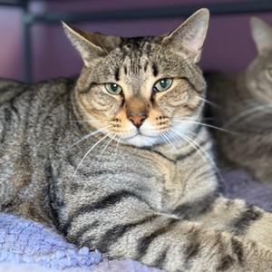 A close-up shot of a tabby cat with green eyes lying down.