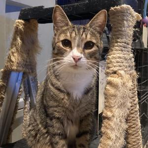 Audi, adult, available for adoption