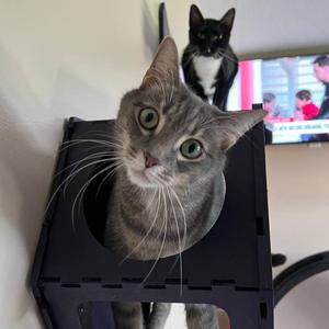 Astor, adult, available for adoption