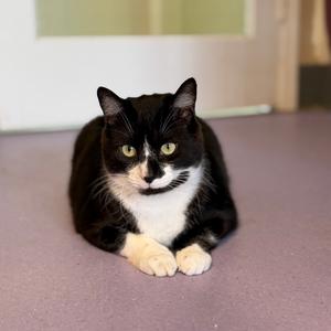 Cricket, adult, available for adoption