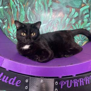 Chuck, adult, available for adoption