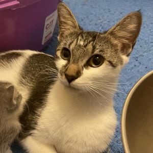 Anita, adult, available for adoption