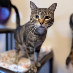 Beatrice, adult, available for adoption