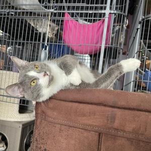 Asher, adult, available for adoption