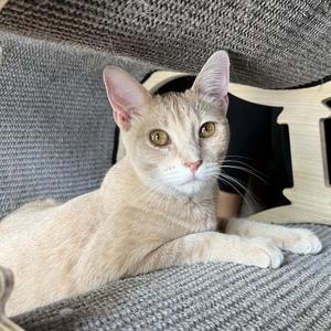 Cider, adult, available for adoption