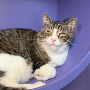 A tabby and white cat is lying down on a purple surface.
