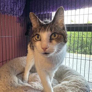 Bubba, senior, available for adoption