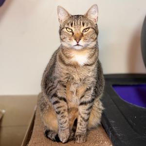 A tabby cat sitting on a wooden surface.