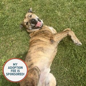 Bug, Catahoula Leopard Dog, senior, available for adoption