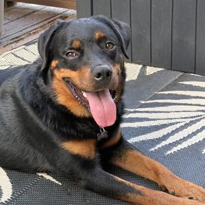 Daisy - IN FOSTER, Rottweiler, young, available for adoption