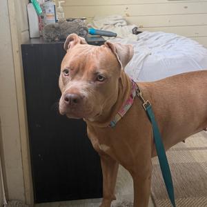 Chloe, Terrier, Pit Bull, young, available for adoption