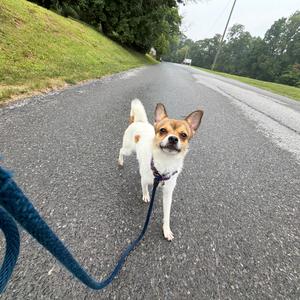 Alejandro, Chihuahua, young, available for adoption
