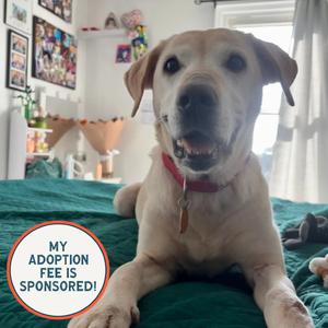 Zoey, Retriever, Labrador, senior, available for adoption