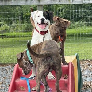 Po, Mixed Breed (Medium), young, available for adoption
