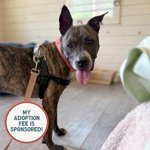 Bodie, Terrier, Pit Bull, adult, available for adoption