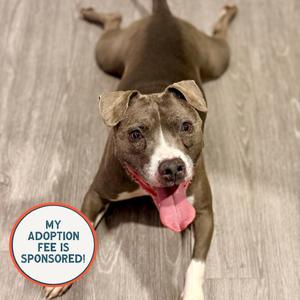 Wednesday - IN FOSTER, Terrier, American Pit Bull, senior, available for adoption