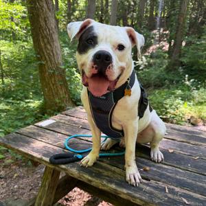Dom, Terrier, American Pit Bull, young, available for adoption