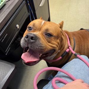 Coby, Terrier, Pit Bull, young, available for adoption