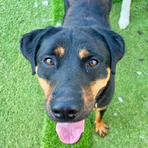 A close-up, eye-level shot of a Rottweiler dog with its tongue hanging out, looking directly at the camera. The dog has black fur with brown markings on its face and legs, and is standing on artificial turf.