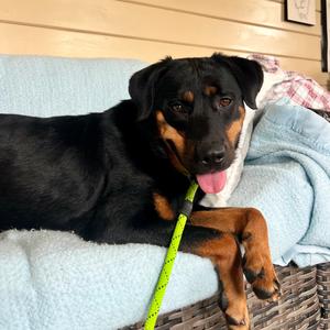 Peach - IN FOSTER, Rottweiler, young, available for adoption