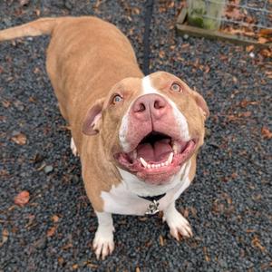 Luna - IN FOSTER, Terrier, Pit Bull, adult, available for adoption